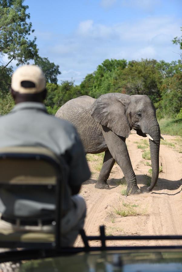 Shumbalala Game Lodge Καταφύγιο Άγριας Ζωής Thornybush Εξωτερικό φωτογραφία